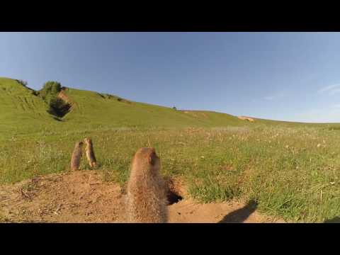 Видео: Суслики (с 2:10)