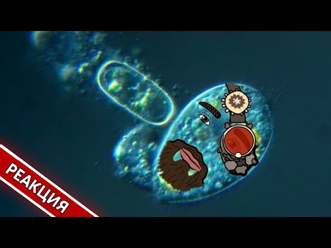 Видео: Саша Гольдштейн становится одноклеточным организмом от видео СВЕРКОКА