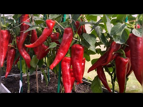 Видео: ОБЯЗАТЕЛЬНО ПОСАЖУ ЭТОТ ПЕРЕЦ В 2026 ГОДУ!