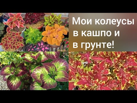 Видео: Как растут мои колеусы в кашпо и в грунте!