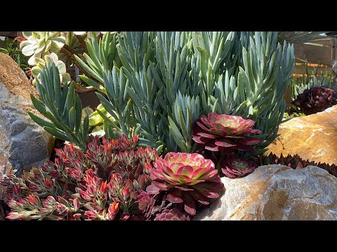 Видео: ЭТО ГРАНДИОЗНОЕ ОТКРЫТИЕ В КАЛВЕР-СИТИ🎉🎉🎉