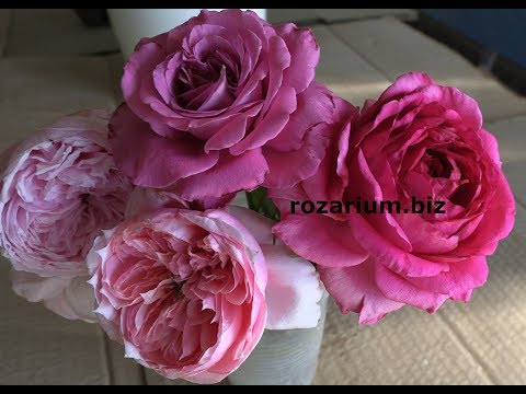 Видео: ароматные розы (2), питомник роз полины козловой, rozarium.biz
