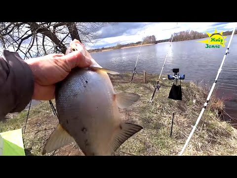 Видео: Рыбалка на Донки Весной. Ловля Леща. Прикормка. Оснастка. Основные Моменты.