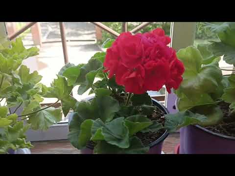 Видео: Обзор с моего балкона 13 июля