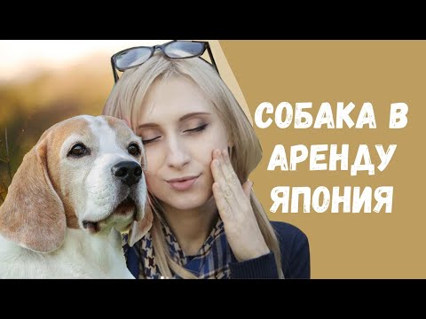 Видео: ПИТОМЕЦ НА ЧАС: аренда собак в Токио, интересная Япония