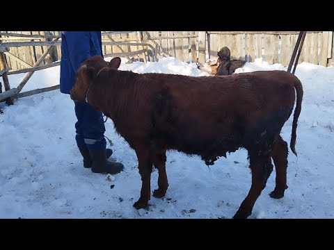 Видео: Эксперимент бұқа...