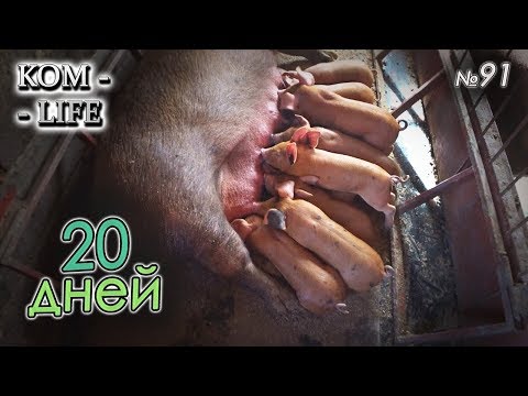 Видео: ПОРОСЯТА ПОДРАСТАЮТ