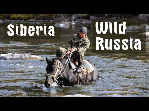 Видео: Алтайский заповедник. Телецкое озеро. Медвежата катаются с горки. Кордон Язула. Озеро Джулукуль.