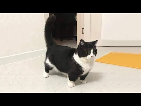 Видео: Самые смешные видео с кошками 2025 года 😹 Постарайтесь не смеяться 😂 Часть 9