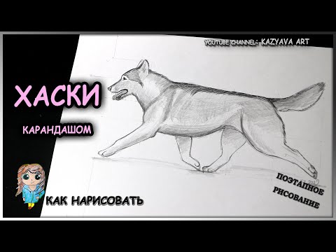 Видео: Как нарисовать собаку породы ХАСКИ карандашом поэтапно. Макстер-класс.