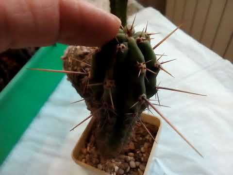 Видео: Прививка сеянца астрофитума на перескиопсис. Пошаговая инструкция. 🌵🔪🌼