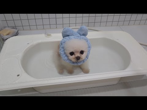 Видео: Грязная собака рада наконец-то помыться