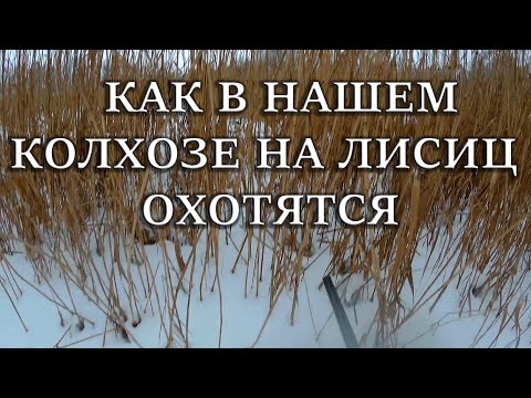 Видео: КАК В НАШЕМ КОЛХОЗЕ НА ЛИСИЦ ОХОТЯТСЯ (18+)