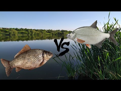 Видео: Вечерняя рыбалка на комбикорм. Карась против густеры.