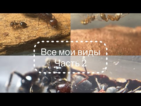 Видео: Все мои виды! Часть 2