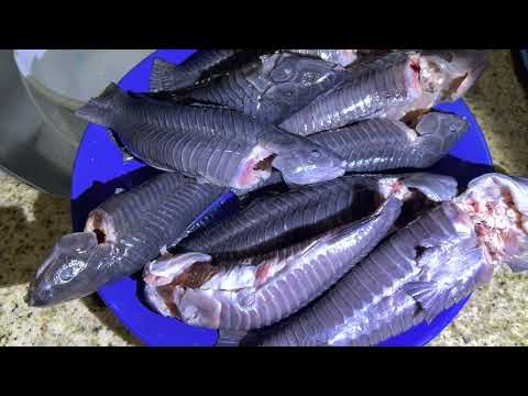 Видео: В Эверглейдс!! Поймайте и приготовьте панцирного сома!! HASSA Cascadoo