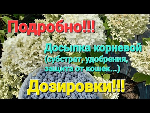 Видео: Досыпка голубики в сентябре. Дозировки удобрений.