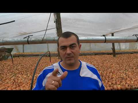 Видео: ПОЧЕМУ Я РАНЬШЕ ЭТОГО НЕ ЗНАЛ - КАКОЙ САМЫЙ ЛУЧШИЙ КАЛИБР ДЛЯ ВЫРАЩИВАНИЯ ЛУКА НА ПЕРО?