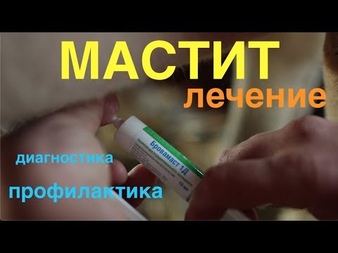 Видео: МАСТИТ у коров подходим к лечению серьозно! СУБТИТРЫ НА РУССКОМ!