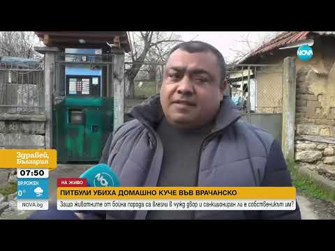 Видео: Питбули убиха домашно куче във Врачанско: Защо животните от бойна порода са влезли в чужд двор