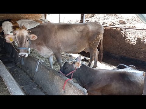 Видео: КАРАБЛИ УЗБЕКИСТОНИРА ГИРИФТ КОРИ 904580010. 18 сентября 2025 г.