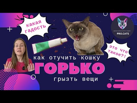 Видео: Как ОТУЧИТЬ КОШКУ ГРЫЗТЬ | провода, вещи, растения | Кот портит вещи что делать