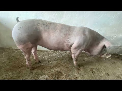Видео: СВИНАРСТВО//Найкращі ПОРОДИ СВИНЕЙ для відгодівлі//Ефективна відгодівля 🐷