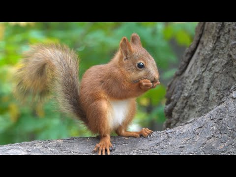 Видео: Зарисовка с белками / A sketch with squirrels