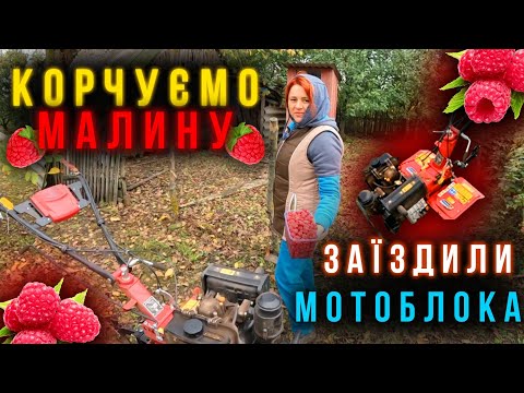 Видео: МАЛИНА - ЗБИРАЄМО І КОРЧУЄМО ОДНОЧАСНО ❌МОТОБЛОКА ЗАЇЗДИЛИ