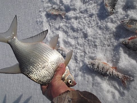Видео: Зимняя рыбалка. Печенеги.