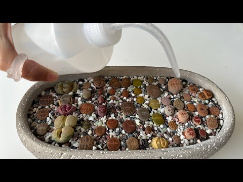 Видео: Литопсы/ Lithops. Как я поливаю литопсы ВЕСНОЙ 🌿. 05.05.2023
