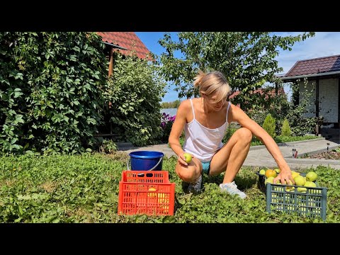 Видео: Сбор яблок/ apple compote