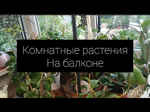 Видео: комнатные растения на балконе