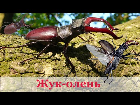 Видео: Жук-олень - один з найбільших жуків Європи. Корисна інформація та цікаві факти