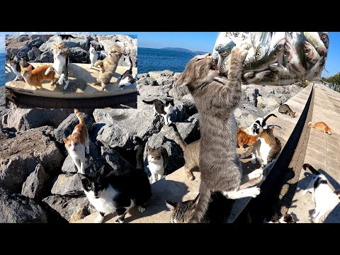 Видео: Ты не поверишь, что сделал этот котёнок ради кусочка рыбы!