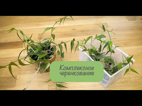 Видео: Формирование и черенкование hoya poluneura complex