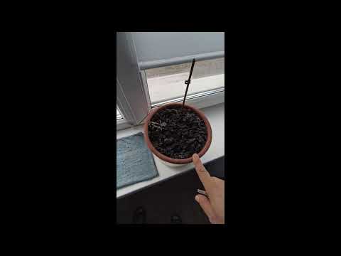 Видео: Садимо Імбир (сподівання і реальність)