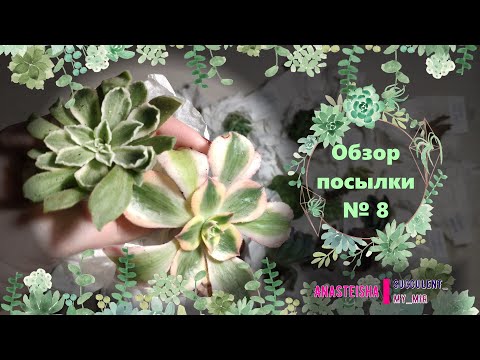 Видео: Обзор посылки № 8 с суккулентами.