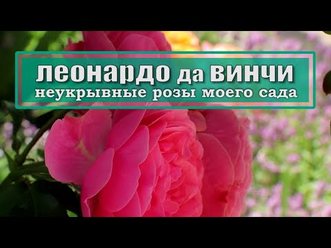 Видео: Неукрывные розы моего сада // ЛЕОНАРДО ДА ВИНЧИ // уход за розой в условиях 5 климатической зоны