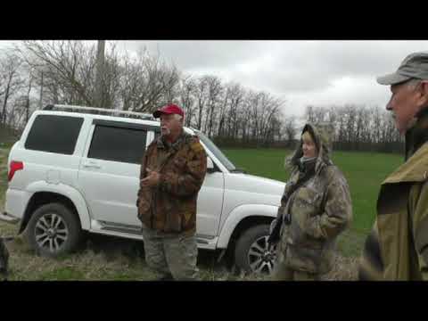 Видео: Испытания легавых собак по боровой птице фазан