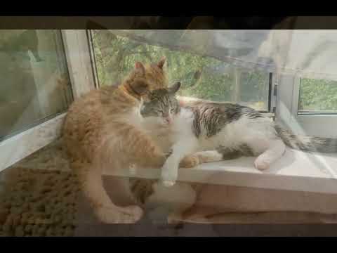 Видео: РИЧАРД ушел на радугу