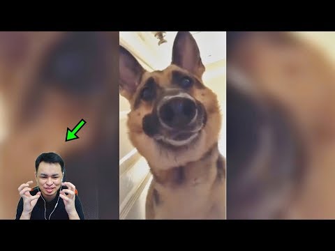 Видео: Жануарлар күлкіден жарды