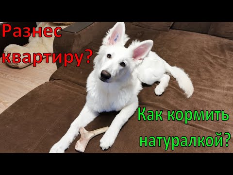 Видео: Бшо 5 месяцев в квартире