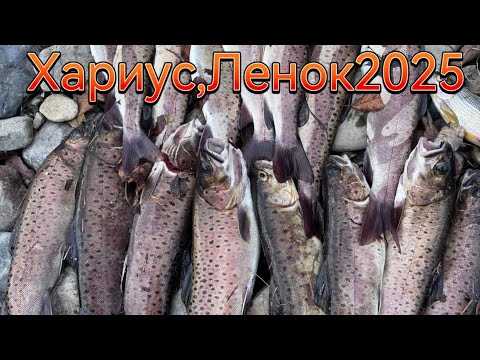Видео: Рыбалка на Хариуса, Ленка в Приморском крае 2025, нарвались на волшебную яму)