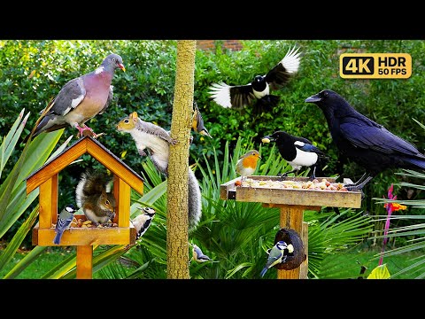 Видео: Кино Для кошек и собак 😸 Птицы и белки за птичьим столом 🕊️ птички для кошек