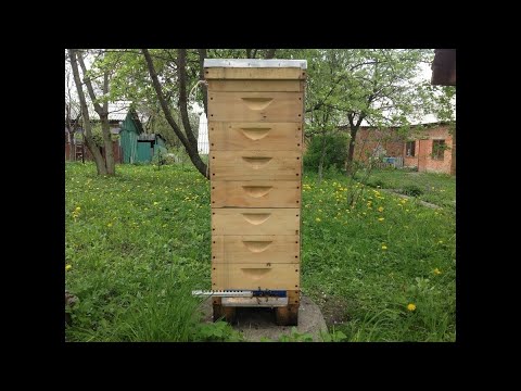 Видео: Альпийский улей Разочарование или Опыт?  Alpine hive my first practice