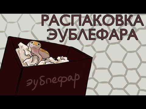 Видео: РАСПАКОВКА ЭУБЛЕФАРА | купила эублефара | первый день эублефара | покупка эублефара