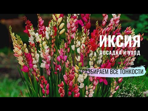 Видео: ИКСИЯ. Посадка, уход, зимовка растения.