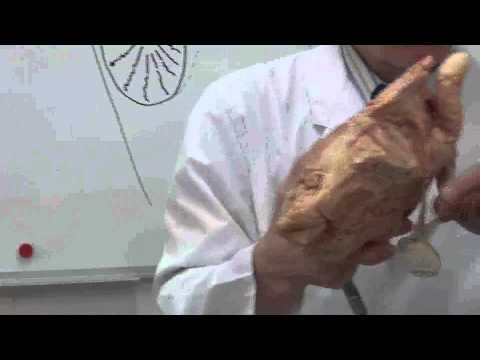 Видео: Семявыносящие пути  Рисунок  на доске и препаратах