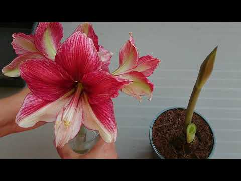 Видео: Почему надо пересадить купленный гиппеаструм (Амариллис)? Гиппеаструм Tosca (Тоска)